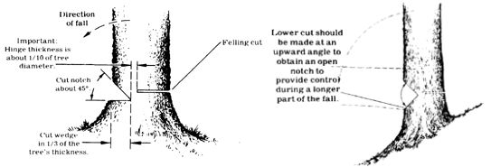 
Left: On a small tree, put the bumper of the saw to the log directly behind the hinge and make a fanlike felling cut. Right: Preferable notching technique when felling on a slope.
